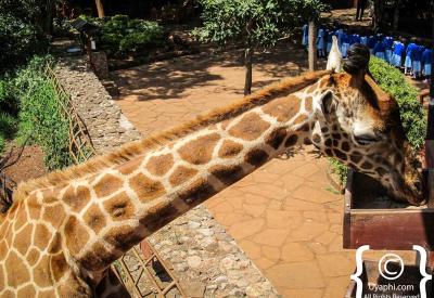 Giraffe Manor Nairobi Kenya lounge colonial décor boutique hotel dream home exotic Kenya Africa