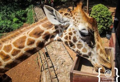 Giraffe Manor Nairobi Kenya bedroom unique named rooms history presence colonial Kenya