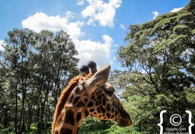 Giraffe Manor Nairobi Kenya garden grounds Rothschild giraffe roaming free manor house Karen Kenya