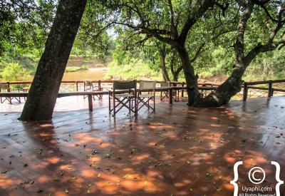 Governors Camp Kenya Mara River bend fertile big cat Big Five animal herds Grammaticas family