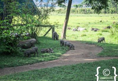 Governors Camp Kenya graceful timeless ambience oldest safari camp East Africa Grammaticas family