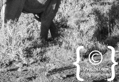 Kwandwe Game Reserve Review