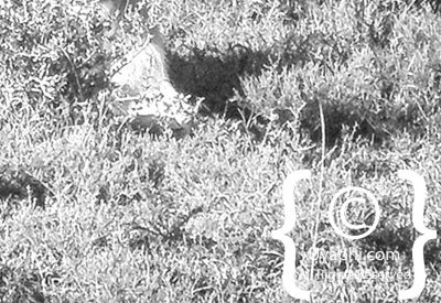 Kwandwe Game Reserve Review