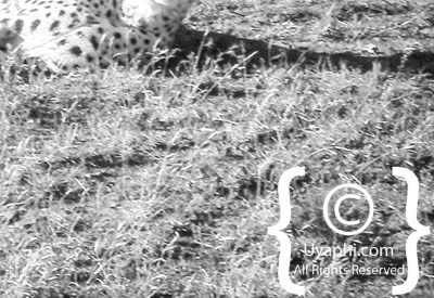 Kwandwe Game Reserve Review