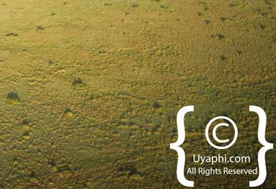 Explore The Masai Mara By Balloon