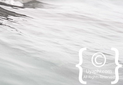 Shark Cage Diving Cape Town