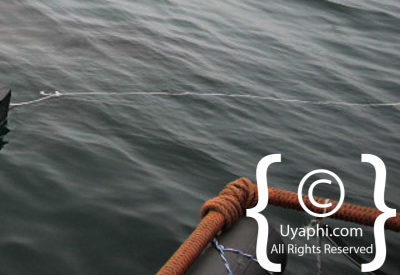 Shark Cage Diving Cape Town