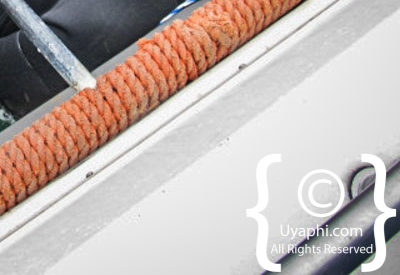 Shark Cage Diving Cape Town