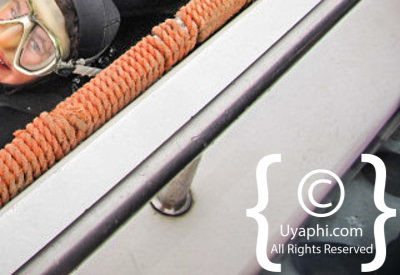 Shark Cage Diving Cape Town