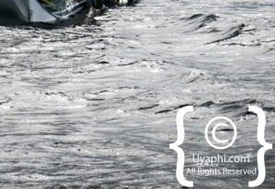 Shark Cage Diving Cape Town