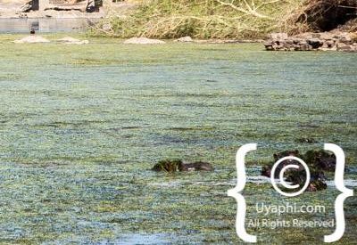 Singita Sweni Lodge Review