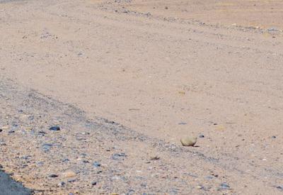 Driving To Sossusvlei