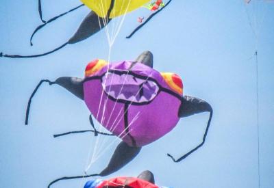 Cape Town Kite Festival children Heritage Competition South African swallow bat-style kite Muizenberg