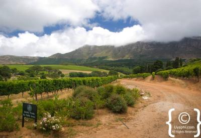 Buitenverwachting wine farm Cape Town fine dining restaurant methode cape classique sparkling wine