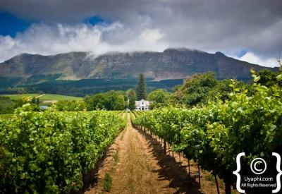 Steenberg Estate Tokai Cape Town Catharina restaurant Bistro 1682 Table Mountain National Park backdrop