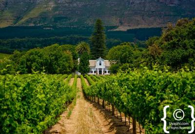 Constantia Valley Cape Town vineyards Table Mountain National Park wine tasting estate landscape