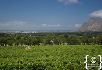 Cape Town winelands Constantia wine tasting Cape Dutch architecture cellar 1685 oldest vineyards South Africa