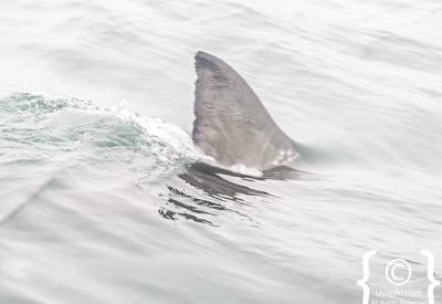 Shark cage diving Cape Town great white shark cage underwater Gansbaai 4 metre alpha predator