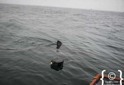 Shark cage diving Cape Town divers cage strapped vessel Gansbaai wetsuit cold water great white