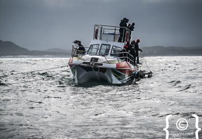 Shark cage diving Cape Town great white shark dorsal fin surface Gansbaai conservation 1000 remaining