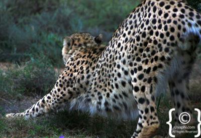 Bellini cheetah Samara Game Reserve Karoo Graaff Reinet Endangered Wildlife Trust metapopulation