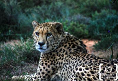 Bellini cheetah Samara Karoo daughter Nala legacy cheetah conservation Milk River South Africa