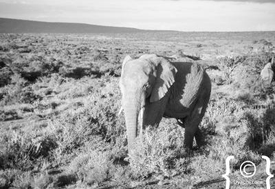 Kwandwe Private Game Reserve Eastern Cape Big Five lion cheetah elephant rhino porcupine caracal aardwolf