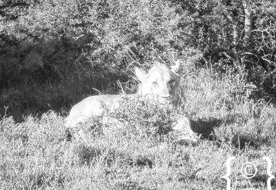 Kwandwe game drive Eastern Cape open vehicle lion cheetah pancakes bush champagne pre-dinner walking safari