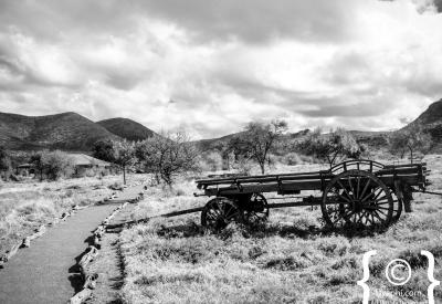 Samara Game Reserve cheetah reintroduction 125 years absent Karoo conservation metapopulation programme