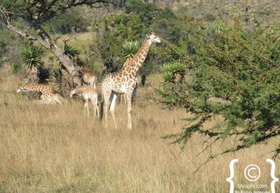 Fugitives Drift horseback outride giraffe wildebeest zebra impala acacia savannah Buffalo River KwaZulu-Natal