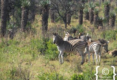 Fugitives Drift Lodge dining hospitality Zululand KwaZulu-Natal David Rattray Foundation conservation