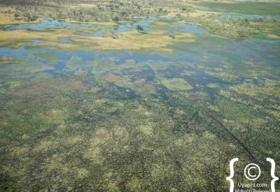 Wildlife herd aerial view Botswana Okavango Delta Moremi game reserve photography