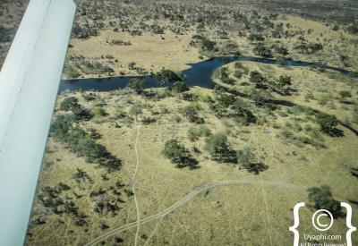 Wildlife herd aerial view Botswana Okavango Delta Moremi game reserve photography