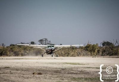 Elephant herd aerial view light aircraft Botswana Okavango Delta photography