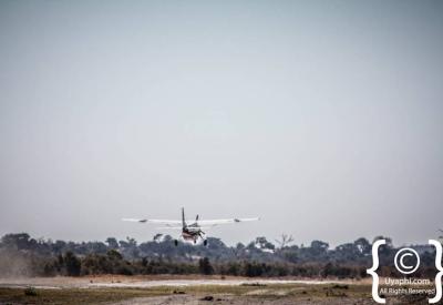 Elephant herd aerial view light aircraft Botswana Okavango Delta photography