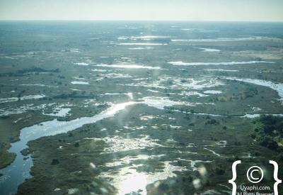 Okavango Delta channels bush islands aerial view light aircraft Botswana