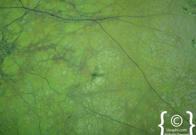 Chobe River floodplains aerial view light aircraft Botswana Chobe National Park