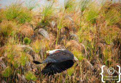 Saddle-billed Stork Botswana bird pictures Okavango Delta Moremi photography