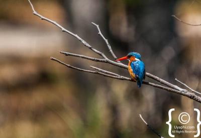 Malachite Kingfisher Botswana bird photography Okavango waterways Moremi