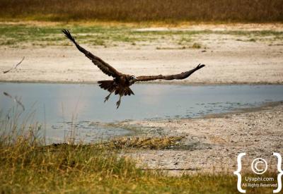 Malachite Kingfisher Botswana bird photography Okavango waterways Moremi