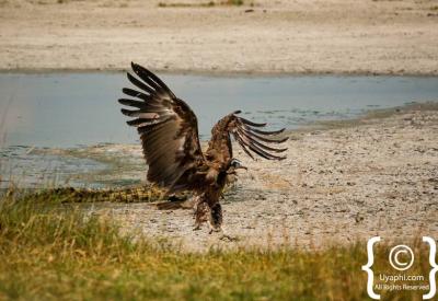 Kori Bustard largest flying bird Botswana bird pictures Kalahari Chobe photography