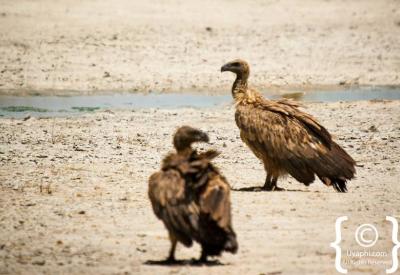 Kori Bustard largest flying bird Botswana bird pictures Kalahari Chobe photography