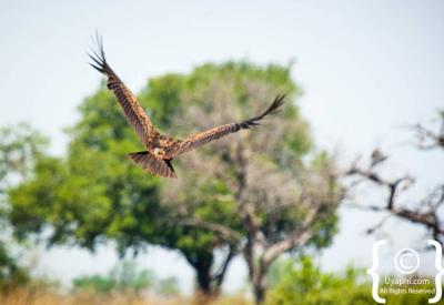 Kori Bustard largest flying bird Botswana bird pictures Kalahari Chobe photography