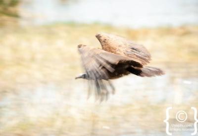 Botswana bird photography 597 species Okavango Delta Moremi Chobe Kalahari