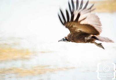 Secretary Bird Botswana bird pictures Kalahari Central Kalahari photography