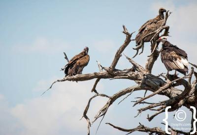 Secretary Bird Botswana bird pictures Kalahari Central Kalahari photography