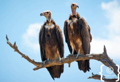 Secretary Bird Botswana bird pictures Kalahari Central Kalahari photography