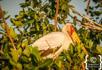 Carmine Bee-eater Botswana bird photographs Chobe Okavango Delta Moremi