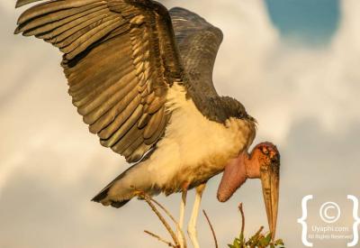 Wattled Crane endangered Botswana bird photographs Okavango Delta Moremi