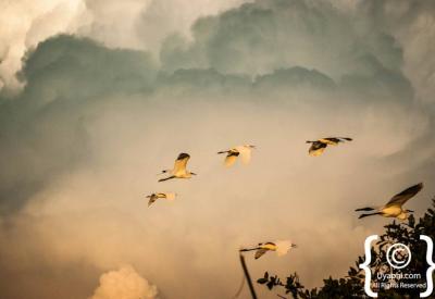 Wattled Crane endangered Botswana bird photographs Okavango Delta Moremi
